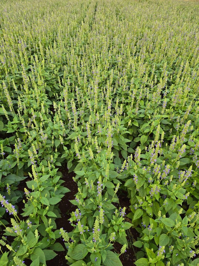 Chiafeld in Blüte — Pflanzreihen