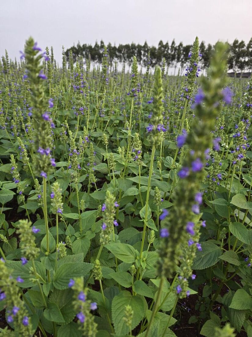 Chiafeld in Blüte mit Baumreihe im Hintergrund